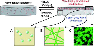 Asymmetry caused by increasing crosslinker. With increasing TEOS concentration, A: dispersed silica particles, B: assembled into ribbons, and then, C: into three-dimensional networks.