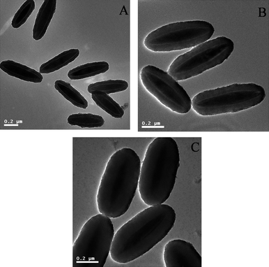 
            TEM micrographs of Fe2O3/P(MBA-co-MAA)/TiO2 hybrid ellipsoids from different TBOT loadings: (A) 0.15 mL; (B) 0.25 mL; (C) 0.35 mL.
