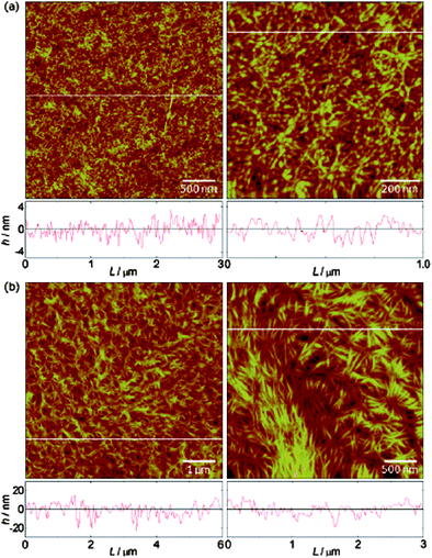 
          AFM images showing the morphology of poly(l-isocyanoalanyl-l-alanine methyl ester) brushes grown on APTS-modified silicon wafers (a) 5 nm thick and (b) 19 nm thick brushes. Reprinted with permission from ref. 36. Copyright 2008 American Chemical Society.