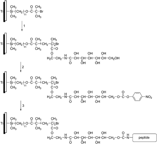 Attachment of a cell-adhesive peptide to a titanium surface through (1) SIPATRP of 2-gluconamidoethyl methacrylate, (2) modification with nitrophenyl carbonate and (3) attachment of peptide. Figure adapted from ref. 78.