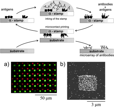 Affinity contact printing relies on inking the surface of a PDMS stamp with antigens as “capture molecules” and subsequent binding of selected antibodies from a solution containing mixtures of proteins. (a) A fluorescence microscopy image showing the transfer of TRITC-anti-chicken and FITC-anti-goat antibodies from a stamp onto a glass substrate. (b) An AFM image obtained on a spot of the array in which printed anti-goat antibodies bound to Au-labelled goat antigens presented in solution. Binding was detected by staining the Au labels with ELD of Ag NPs of an average diameter of 80 nm. Copyright Wiley-VCH, 2002.
