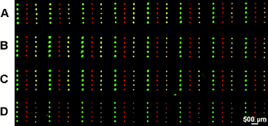 A DNA microarray replicated four times by μCP using robotic microspotting to ink the stamp. The stamp was coated with PPIdendrimers to increase the adhesion of the DNA. Copyright American Chemical Society, 2007.