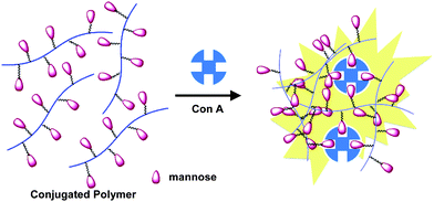 Schematic illustration of aggregation-induced BT emission of the mannose-bearing CP-containing BT units. Figure used with permission. Reproduced from ref. 66 with permission. Copyright Wiley-VCH 2009.