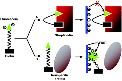 Schematic illustration of streptavidin detection based on the FRET mechanism. Reproduced from ref. 58 with permission. Copyright Wiley-VCH 2006.