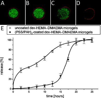 Snapshots (A–D) of (PSS/PAH)3 coated dex-HEMA microgels showing the rupturing of the polyelectrolyte membrane. The time interval between the snapshots is 15 min. The microgel core was labelled green fluorescent by incorporation of FITC-dextran while the coating was labelled red fluorescent using RITC labelled PAH. (E) Cumulative release curves of 158 kDa TRITC-dextran from uncoated dex-HEMA (○) and (PSS/PAH)3 coated dex-HEMA microgel (●). The data points are interconnected with a cubic B-spline. The experiments were run in duplicate.