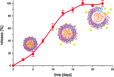 Cumulative release profile of FITC-dextran (150 kDa) from (pGLU/pARG)4 coated dex-HEMA microgels, incubated at physiological conditions. The schematic representation show the hypnotized behaviour of the microcapsules as function of degradation time.