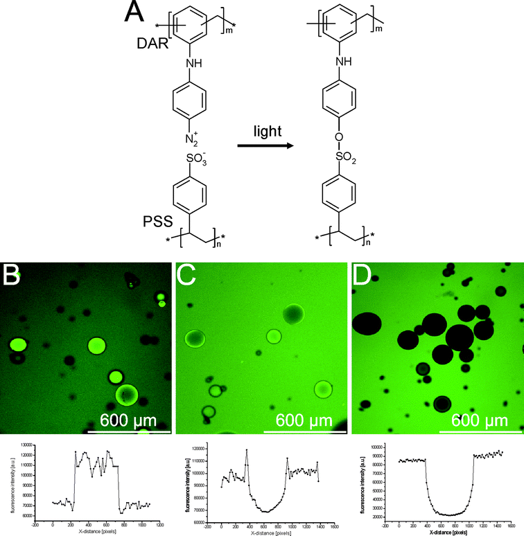 (A) Molecular structure of the cross-linked PSS/DAR membrane. (B–D) Confocal microscopy images and fluorescence intensity profiles of (B) bare dex-HEMA microgels, (C) dex-HEMA microgels coated with (PSS/PAH)4, and (D) dex-HEMA microgels coated with (PSS/DAR)2 incubated in a 1 mg ml−1 solution of 20 kDa FITC-dex.