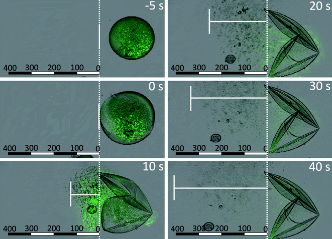 Confocal microscopy snapshots taken at regular time intervals (overlay of green fluorescence channel and transmission channel) of (PSS/DAR)2 coated microgels containing FITC-NP during the degradation of the microgel core triggered by the addition of sodium hydroxide. The microcapsule explodes 10 s after addition of sodium hydroxide, and subsequently the edge of the propagating front of released nanoparticles is marked by the vertical white line. The units of the scale bar are μm.