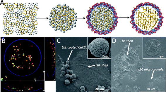 (A) A schematic representation of the synthesis of hollow macromolecule loaded polyelectrolyte capsules. (B) A confocal microscopy image of a gel bead [with an outer (DEXS/pARG)4 shell loaded with LbL microcapsules containing FITC-dextran. The x, y, and z axis are indicated on the images. The outer LbL shell was assigned as fluorescent blue, the membrane of the LbL microcapsules is in red while the LbL microcapsules' interior is in green due to the FITC-dextran. (C and D) SEM images of remnants of the outer LbL shell and released (DEXS/pARG)2 coated CaCO3 core templates (C) and hollow LbL microcapsules (D). The insets in (C) and (D) are magnified images of the released particles.