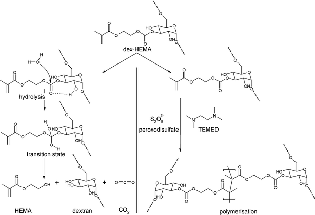 Reaction scheme of the hydrolysis and polymerisation of dex-HEMA. Hydrolysis takes place under physiological conditions at the carbonate esters which link the methacrylate moieties to the dextran backbone. Polymerisation occurs through radical polymerisation of the pending methacrylate moieties.