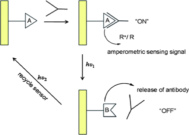 Cyclic operation of an amperometric immunosensor.116,119,120