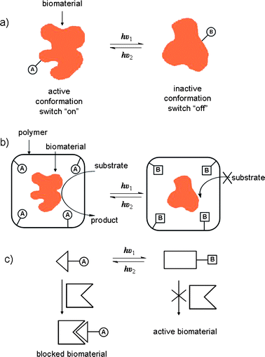 Methods for tailoring reversible photobiological switches. (a) By covalent attachment of photoisomerizable units to the biomaterial. (b) By embedding the biomaterial in a phtoisomerizable environment. (c) By using a low molecular weight photoisomerizable inhibitor. A and B are interchangeable photoisomers.101