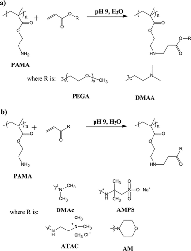 Modification of PAMA polymers by Michael addition with (a) acrylates (e.g. poly(ethylene glycol) methyl ether acrylate (PEGA) or 2-(dimethylamino)ethyl acrylate (DMAA)) or (b) acrylamides (e.g.N,N-dimethylacrylamide (DMAc), sodium acrylamido-2-methyl-1-propanesulfonate (AMPS), 3-acrylamidopropyltrimethylammonium chloride (ATAC), 4-acryloylmorpholine (AM)).