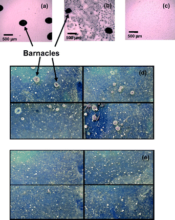 Optical microscope images of laboratory settlement assays employing cyprids on the (a) amino-terminated glass surface, (b) PPFS homopolymer surface and (c) P(PEGMA)-b-PPFS diblock copolymer surface. Photographs of glass slides exposed to marine environment for four weeks containing (d) amino-terminated glass surface (four slides) and (e) P(PEGMA)-b-PPFS diblock copolymer surface (four slides) where the area of each slide shown is 25 mm × 60 mm.