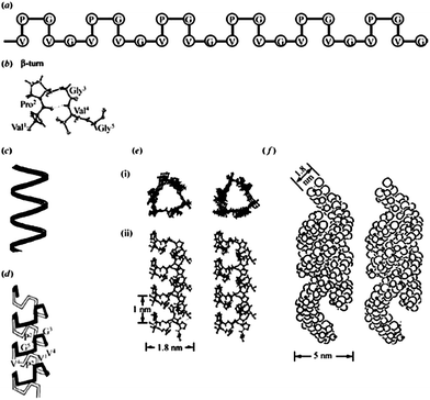 A description of the proposed molecular structure of poly(GVGVP). (a) A schematic representation of the repeating Pro-Gly-containing sequence in the β-turn structure, with crystallographic detail in part (b). (c) A schematic helical representation of the structure that forms on raising the temperature above the inverse transition temperature, upon which an increase in order of the polypeptide chain is observed. (d) A schematic representation of the helical structure, called a β-spiral, but with the β-turns included and functioning as spacers between turns of the helix. (e) Stereo pairs of the β-spiral structure in atomic detail, (i) end view and (ii) side view. (f) Associated β-spirals having formed multi-stranded twisted filaments, which is the more accurate description of the hydrophobically folded and assembled state. Reproduced with permission from ref. 14 © 2002 Philosophical Transactions of the Royal Society B: Biological Sciences.