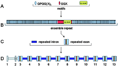 The flagelliform gene contains hierarchical sets of components.56,57 (A) The repetitive coding region is composed of codons for three different amino acid sequence motifs. (B) Iterations of the three motifs are organized into complex ensemble repeats of about 440 amino acids. (C) Each ensemble repeat is encoded by a single exon. These repeated exons are separated by repeated introns. (D) The flagelliform silk gene spans about 30 kb. Exons and introns are numbered, and regions of nonrepetitive sequence are shaded gray. Reproduced with permission from ref. 56, © 2000 Science.