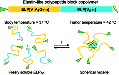 Temperature triggered self-assembly of an ELPBC to form multivalent spherical micelles. An N-terminal ELP[V1A8G7-n] gene (hydrophilic, high Tt) and C-terminal ELP[V5-n] gene (hydrophobic, low Tt) are seamlessly fused together to create a gene that encodes an ELPBC. When the size and ratio of the blocks are correctly selected, the ELPBC self-assembles into a spherical micelle at ∼40 °C. In the cartoon shown, upon self-assembly the spherical micelles present multiple copies of an affinity targeting moiety (green triangle) and sequester a drug or imaging agent (lightning bolt) within the core of the micelle. Reproduced with permission from ref. 35, © 2008 Journal of the American Chemistry Society.
