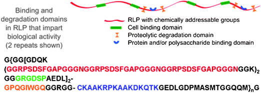 A schematic and amino acid sequence of a resilin-like polypeptide (RLP). This sequence contains 12 repeats of the resilin consensus sequence. Reproduced with permission from ref. 123, © 2009 The Royal Society of Chemistry.