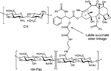 The structure of the HA prodrug of paclitaxel (HA-Pac) and CH128 (reprinted with permission from B. Thierry, P. Kujawa, C. Tkaczyk, F. M. Winnik, L. Bilodeau, and M. Tabrizian, J. Am. Chem. Soc., 2005, 127, 1626, Copyright (2005) American Chemical Society).