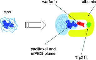 Dethreading of the paclitaxel core from the mPEG shell and filing of paclitaxel into albumin retracting warfarin from its docking site near TRP 214, hence decreasing the extrinsic fluorescence of the Trp-warfarin complex.153