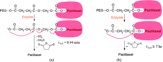 Rapid hydrolysis mechanism of prodrugs (a) with a self-immolating linker, succinyloxycarbonyl group (B.-W. Jo, U.S. Patent 6,703,417, 2004), (b) without a self-immolating linker (Neil P. Desai, U.S. Patent 5,648,506, 1997).78