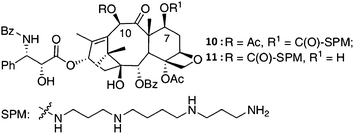 Synthesis of 7- and 10-spermine conjugates of paclitaxel79 (reprinted with permission from A. Battaglia, A. Guerrini, E. Baldelli, G. Fontana, G. Varchi, C. Samorı and E. Bombardelli, Tetrahedron Lett., 2006, 47, 2667, Copyright (2006) Elsevier Ltd).