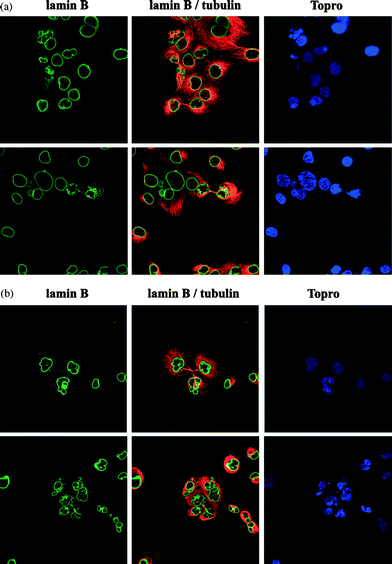 Representative images of DU cells treated with paclitaxel (A) and Ac-[Lys-Aib-Cys(CH2CO-2′-Pac)]4-NH2 (tetra) (B)84 (reprinted with permission from S. Papas, T. Akoumianaki, C. Kalogiros, L. Hadjiarapoglou, P. A. Theodoropoulos and V. Tsikaris, J. Pept. Sci., 2007, 13, 662, Copyright (2007) European Peptide Society and John Wiley & Sons, Ltd).