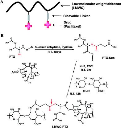 A schematic diagram (A) and synthesis scheme (B) of LMWC-PTX; the arrow indicates the cleavable bond between LMWC and PTX143 (reprinted with permission from E. H. Lee, J. J. Lee, I. H. Lee, M. K. Yu, H. J. Kim, S. Y. Chae, and S. Y. Jon, J. Med. Chem., 2008, 51, 6442, Copyright (2008) American Chemical Society).