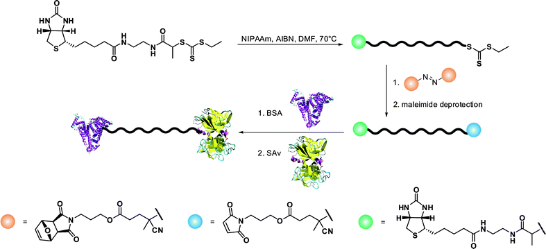 Synthetic approach to the formation of protein-heterodimer conjugates via the RAFT technique.113