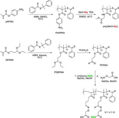 Development of polymers with activated ester and protected aldehyde side chains for bio-functionalization.130,131