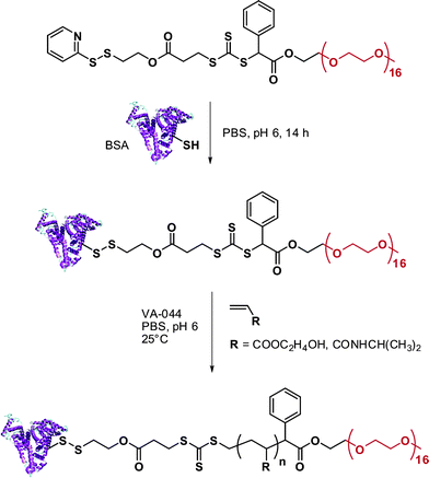Synthesis of BSA-poly(HEA) and BSA-poly(NIPAAm) conjugates by RAFT polymerization using a BSA-macroRAFT agent.136