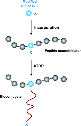 Incorporation of amino acid initiator for precise biohybrid synthesis.143