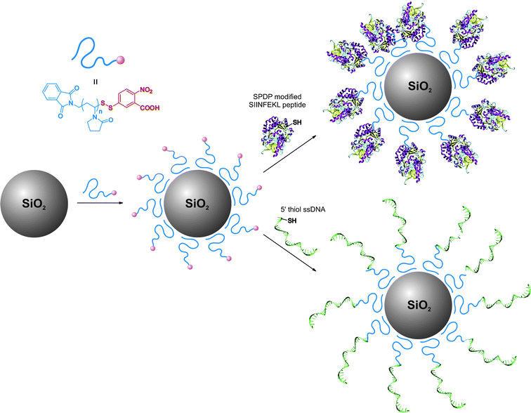 End-functionalized poly(N-vinyl pyrrolidone) for bioconjugation and surface ligand immobilization onto coated silica nanoparticles.222