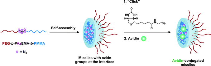 Bioconjugation of biotin to the interfaces of polymeric micelles by in situ click chemistry and further binding with avidin.235