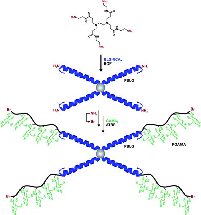 Synthesis of star-shaped poly(PBLG-b-PGAMA)4 biohybrids via a combination of ROP of BLG-NCA and ATRP of GAMA glycomonomer.288