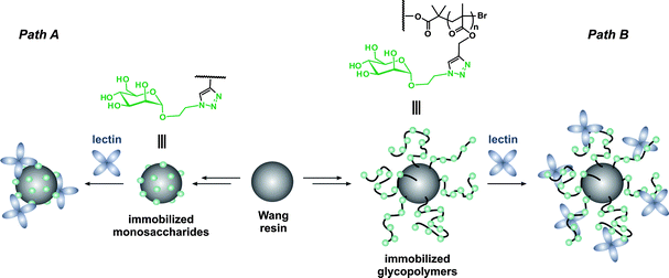 General approaches for the design of hybrid sugar supports: direct click coupling of mannose azides onto alkyne-derivatized Wang resin (Path A) or synthesis of glycopolymer chains displaying multiple copies of mannose epitopes grafted onto a Wang resin by surface-initiated ATRP (Path B).293