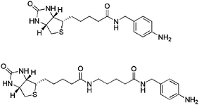 Structure of 4-aminobenzyl-biotinamide initiators.