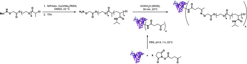 Aminooxy end-functionalized polymers from ATRP for selective conjugation to proteins.78
