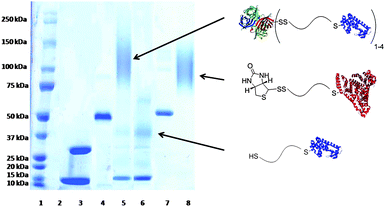 SDS-PAGE of conjugates. Lane 1: protein marker, lane 2: blank, lane 3: T4L, lane 4: SAv, lane 5: T4L + SAv + P4, lane 6: T4L–pNIPAAm isolated from SAv–resin, lane 7: BSA, lane 8: BSA + P4. Protein crystal structures obtained from PDB: 1SWA, 1P56, and 1E7H. Lanes 3–8 under non-reducing conditions.