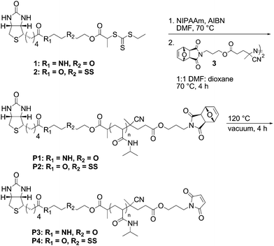 Synthesis of biotin–maleimide pNIPAAm with (P2 and P4) and without (P1 and P3) a reversible disulfide bond.