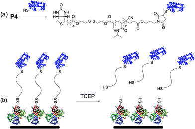 (a) Conjugation of biotin–maleimide pNIPAAm to a free cysteine on a protein; (b) immobilization of the conjugate via the biotin–SAv interaction and removal from the surface by reduction (protein structures from the PDB: 1SWA and 1P56).