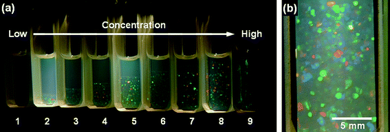 Photographs of PMMA-SiP suspensions in the mixed solvent (1,2-dichloroethane/chlorobenzene/o-dichlorobenzene = 53/20/27 volume ratio) illuminated from behind by white light; 7 days after sample preparation.19 The weight-average molecular weight of the PMMA grafts is 188,000, and the diameter of the SiP core is 130 nm. (a) Samples with different PMMA-SiP volume fractions (ϕ). The ϕ value increases from 0.0785 (leftmost) to 0.111 (rightmost). (b) A close-up of sample 8. Reproduced by permission of The American Chemical Society from ref. 19: Ohno et al., Macromolecules, 2006, 39, 1245. Copyright 2006 American Chemical Society.