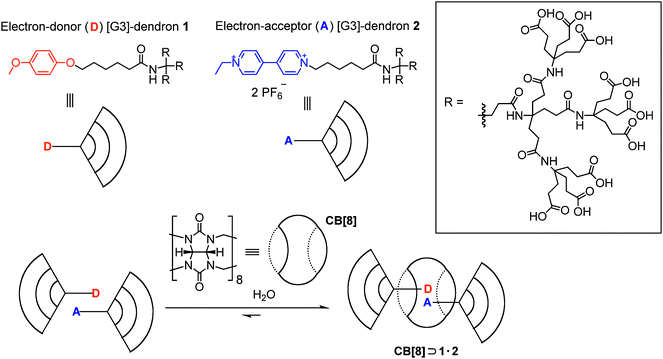 [3]Pseudorotaxane dendrimer CB[8]⊃1·2 formation with CB[8] macrocycle ring, dendron with dialkoxybenzene (electron-rich π-donor) 1, and dendron with 4,4′-bipyridinium (electron-deficient π-acceptor) 2.