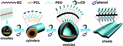 A schematic illustration of the dynamic supramacromolecular self-assembly transformation for a series of “living” polymernanostructures from micelles (zero-dimension, 0-D) to cylinders (1-D) to vesicles (3-D) to sheet superstructures (2-D).