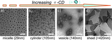 
          TEM micrographs of the dynamically supramacromolecular morphological transition through addition of α-CD successively into the polymer solutions: (a) without α-CD (bar = 100 nm), (b) 3.6 × 10−4 M α-CD (bar = 100 nm), (c) 2.3 × 10−3 M α-CD (bar = 200 nm), and (d) 8.7 × 10−3 M α-CD (bar = 500 nm).