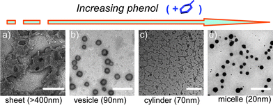 
          TEM micrographs of the dynamic-hierarchical disassembly of the ternary system of polymer-α-CD-phenol through adjusting phenol concentration: (a) 1.2 × 10−3 M phenol (bar = 250 nm), (b) 4.7 × 10−3 M phenol (bar = 200 nm), (c) 8.6 × 10−3 M phenol (bar = 100 nm), and (d) 9.5 × 10−3 M phenols (bar = 150 nm).