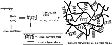 A schematic presentation of the PNIPAM hydrogels containing helical polymer chains.