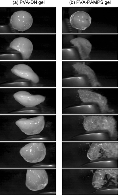 High-speed camera images of the spherical (a) PVA-DN gel and (b) PVA-PAMPS gel being hit by a golf club. The time interval between each picture is 3/4000 s.
