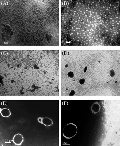 TEM micrographs of aggregates from (A) CDS-P(CL13.5-co-DTC1.5)-D-b-PEG45; (B) CDS-P(CL13.5-co-DTC1.5)-D-b-PEG23; (C) CDS-P(CL27-co-DTC3)-D-b-PEG45; (D) CDS-P(CL36-co-DTC4)-D-b-PEG45; (E, F) CDS-P(CL27-co-DTC3)-D-b-PEG23.