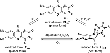 Redox reaction of flavin derivatives.